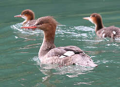 Red-breasted Merganser