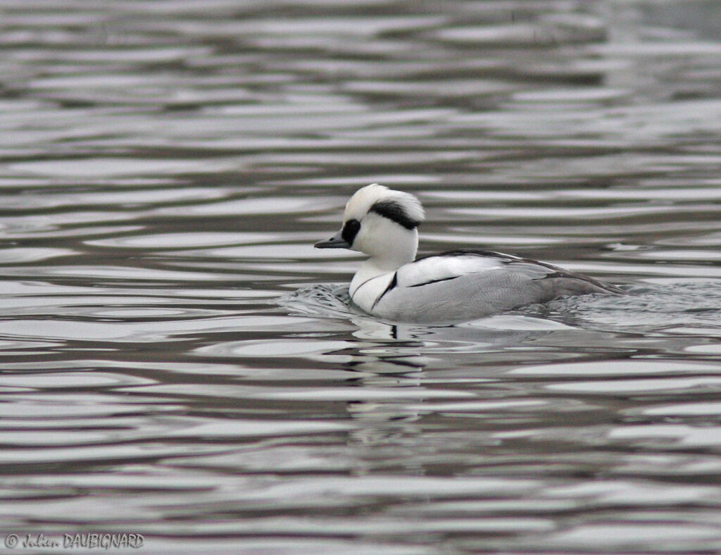 Smew male, identification