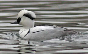 Smew