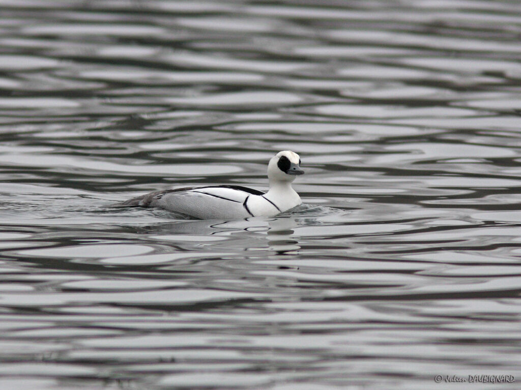 Smew male, identification