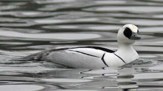 Smew