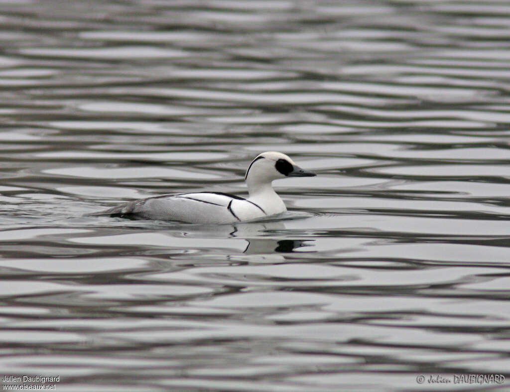 Harle piette mâle, identification