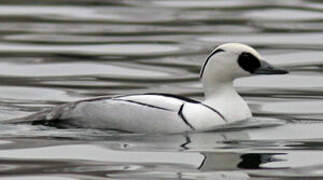 Smew