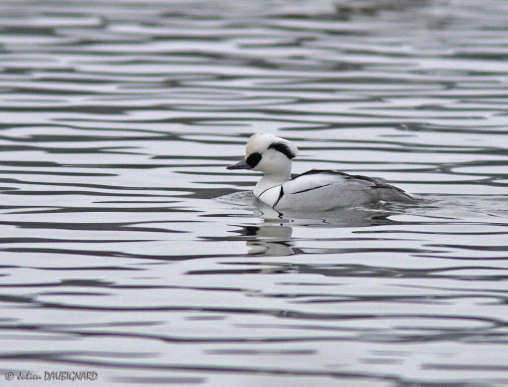 Smew male, identification