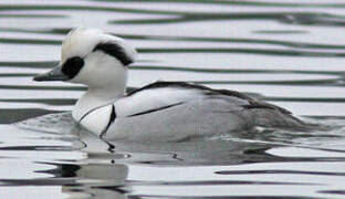 Smew