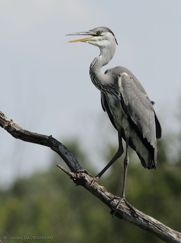 Grey Heronimmature, identification