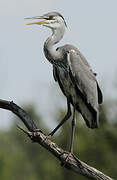 Grey Heron