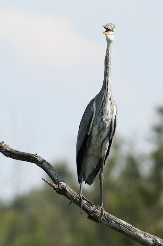 Grey Heronimmature, identification