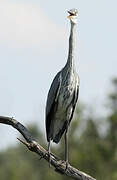 Grey Heron