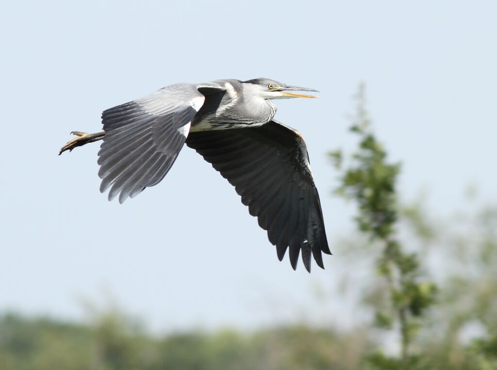 Grey Heronimmature, Flight