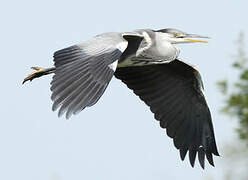 Grey Heron