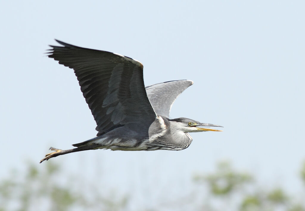 Grey Heronimmature, Flight