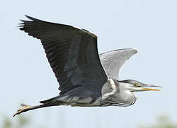 Grey Heron