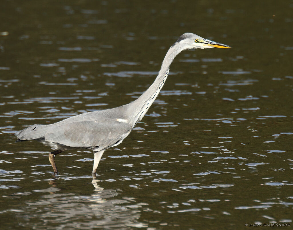 Grey Heronimmature, identification