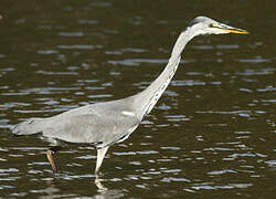 Grey Heron