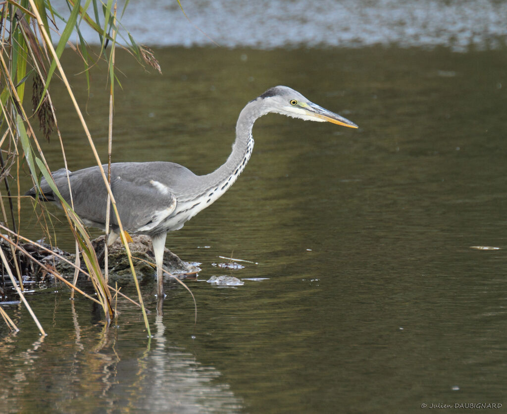 Grey Heronimmature, identification