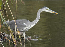 Grey Heron