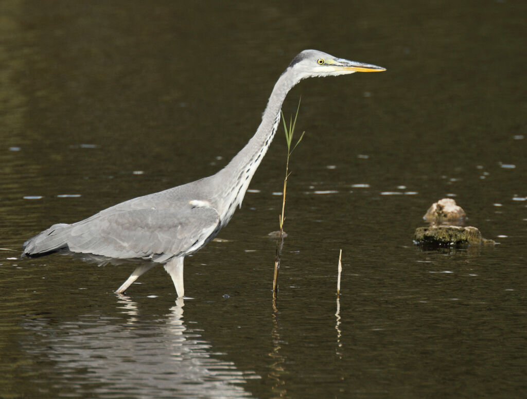 Héron cendréimmature, identification