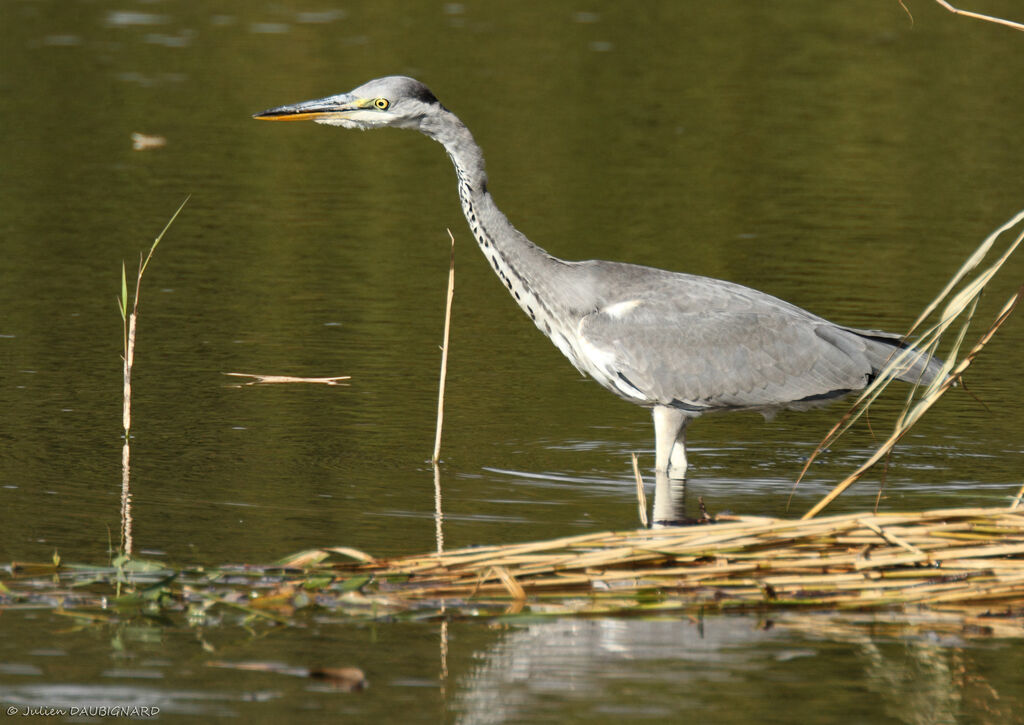 Héron cendréimmature, identification