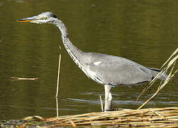 Grey Heron