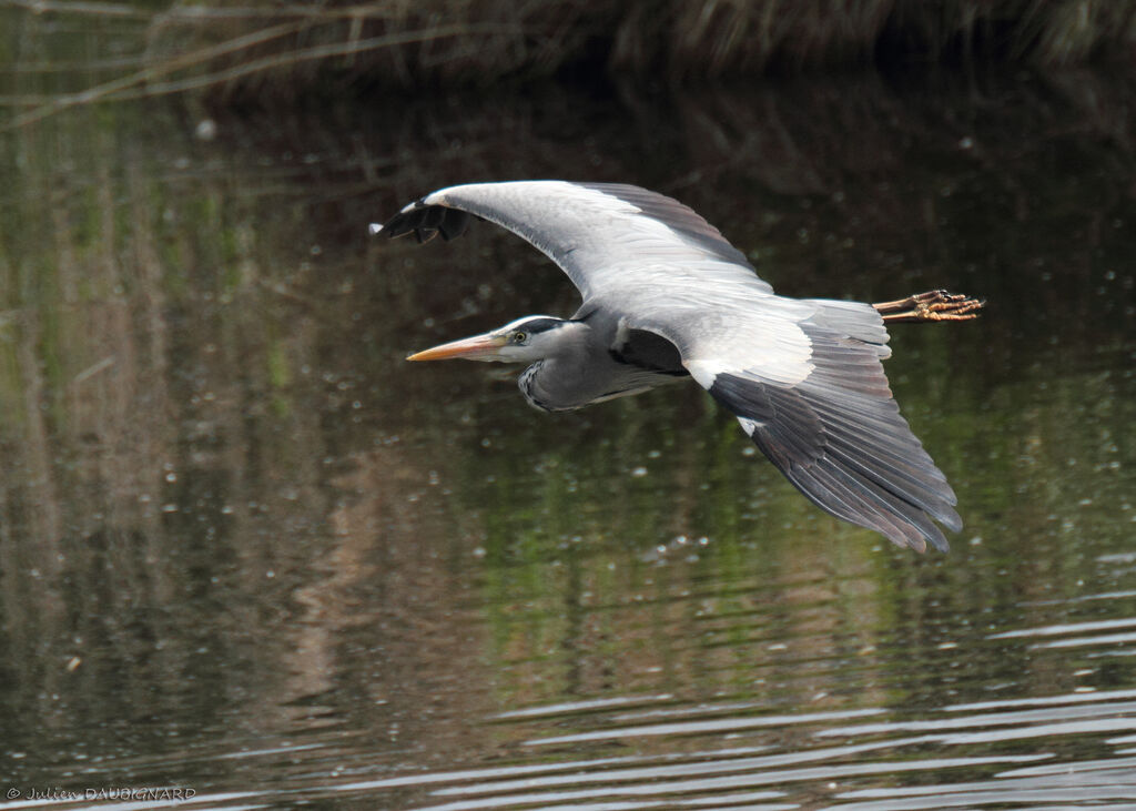 Grey Heronadult, Flight