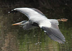 Grey Heron