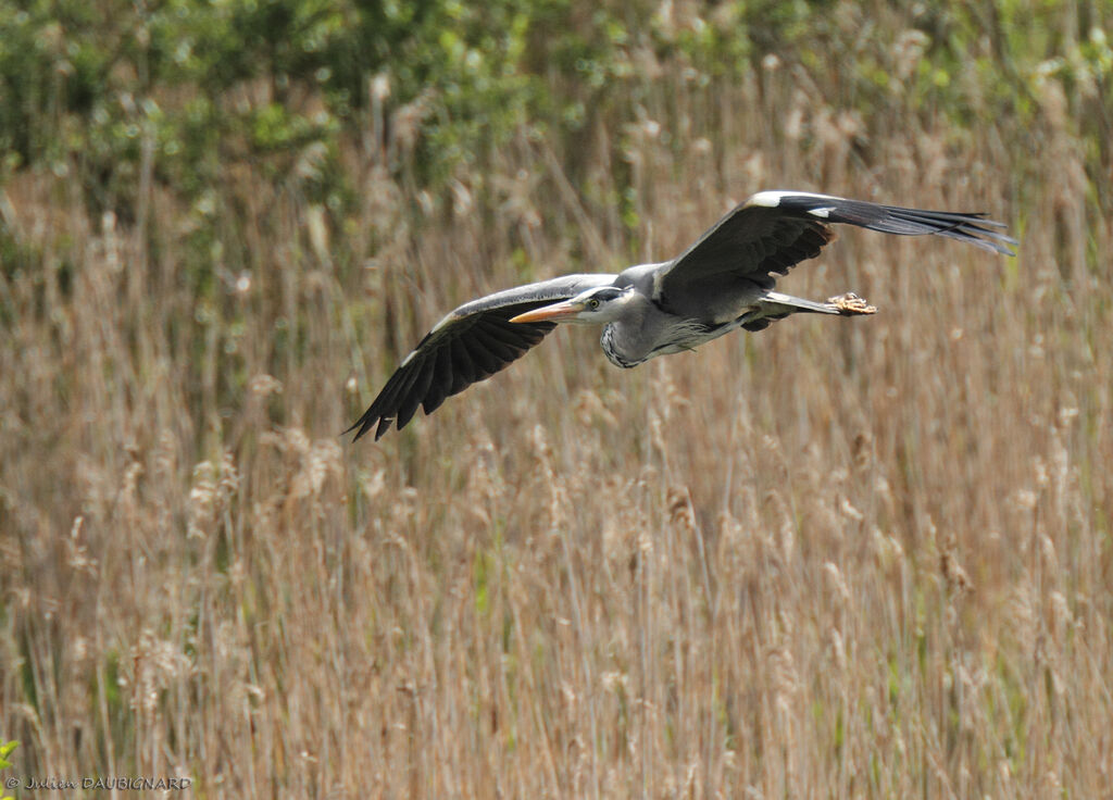 Grey Heronadult, Flight