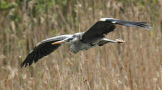 Grey Heron