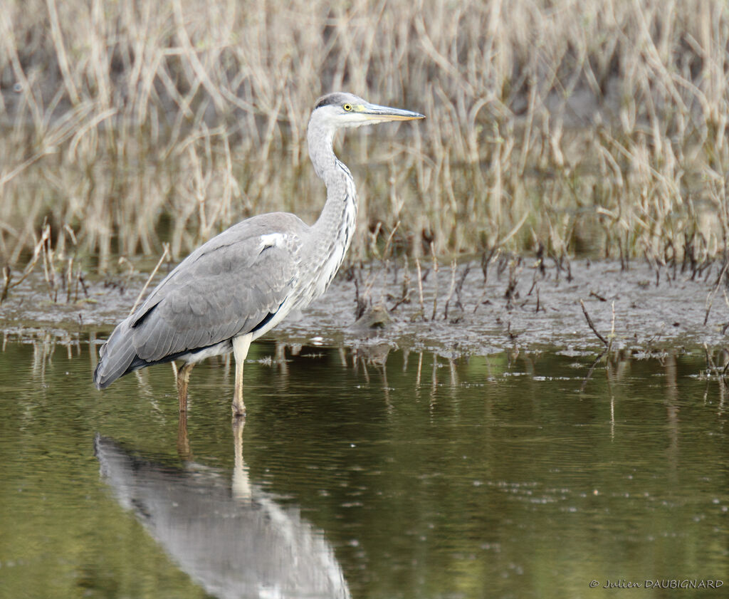 Grey Heronimmature, identification