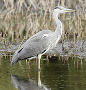 Grey Heron