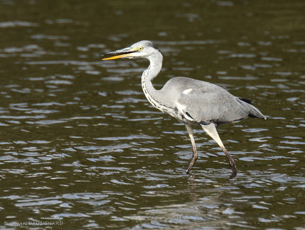 Héron cendréimmature, identification