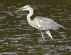 Grey Heron