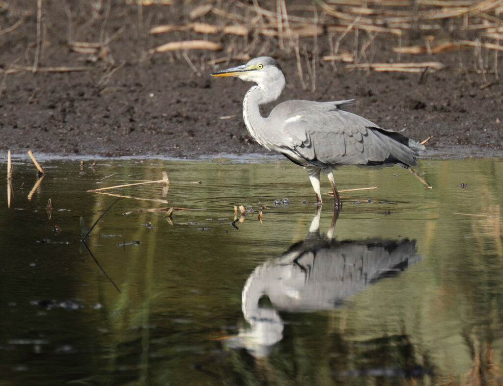 Héron cendréimmature, identification