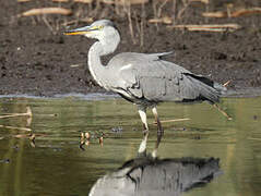 Grey Heron