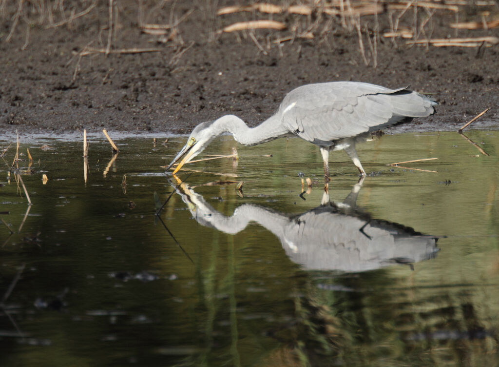 Grey Heronimmature, identification