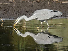 Grey Heron