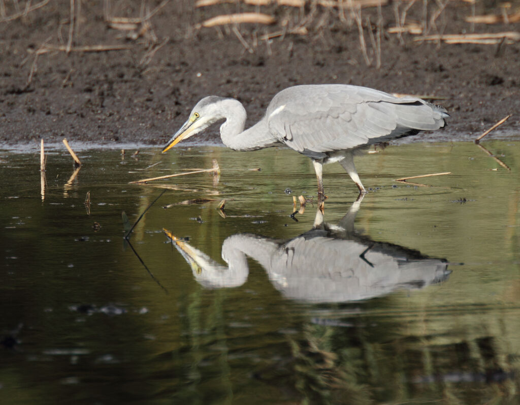 Grey Heron, identification