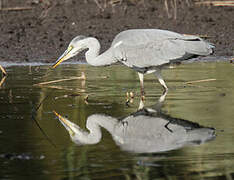 Grey Heron