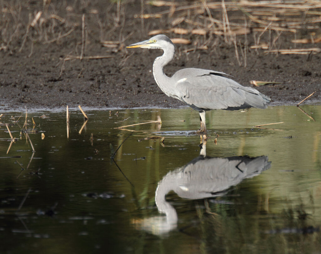 Grey Heronimmature, identification