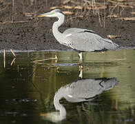 Grey Heron