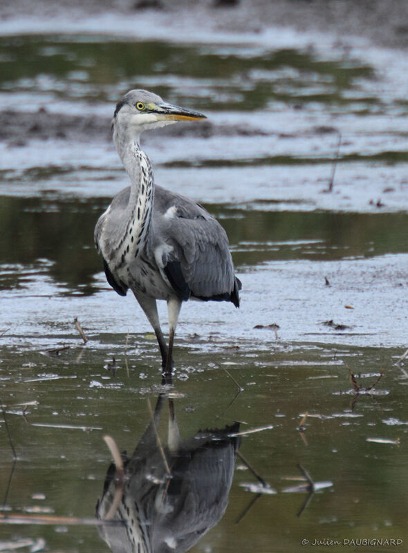 Grey Heronimmature, identification