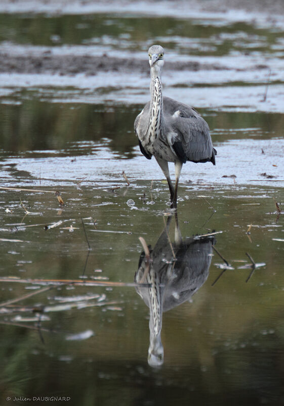 Grey Heronimmature, identification