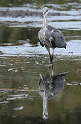 Grey Heron