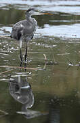 Grey Heron