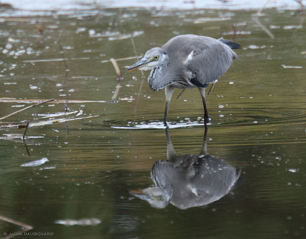 Grey Heronimmature, identification