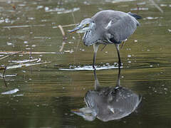 Grey Heron