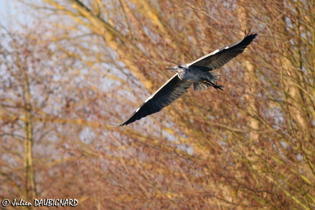 Grey Heronadult, Flight