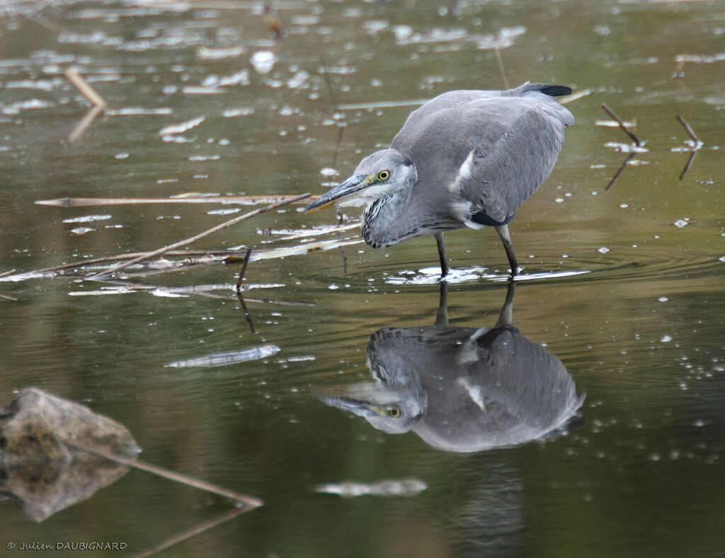 Grey Heron