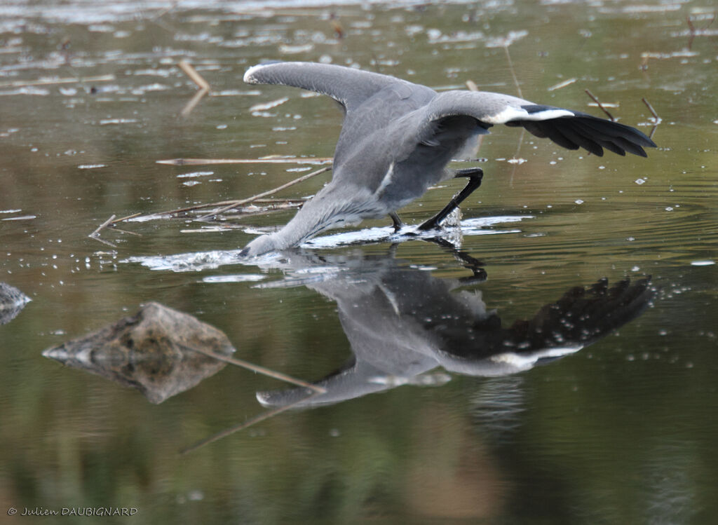 Grey Heronimmature, identification, Behaviour