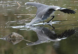 Grey Heron